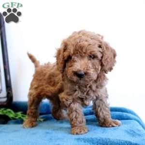 Ava, Mini Labradoodle Puppy