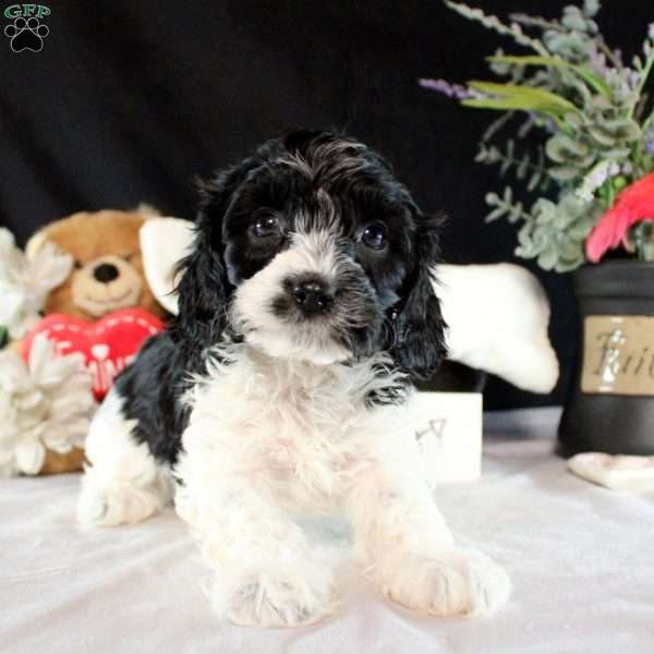 Avery, Cavapoo Puppy