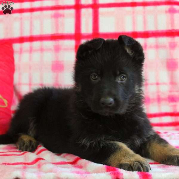 Axel, German Shepherd Puppy