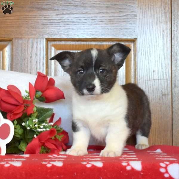 Axel, Pembroke Welsh Corgi Puppy