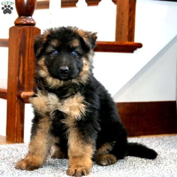 Axel, German Shepherd Puppy