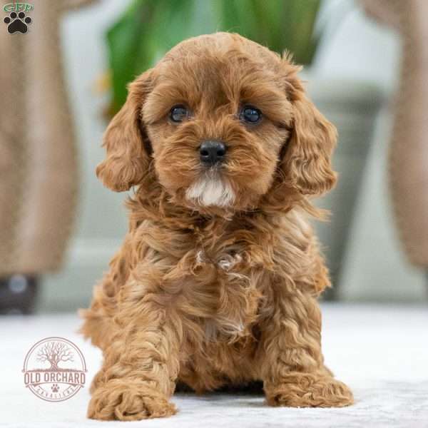 Sugar, Cavapoo Puppy