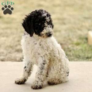 Arlo, Mini Sheepadoodle Puppy