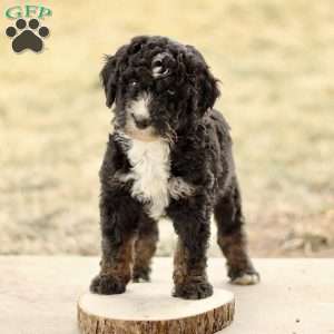 Bandit, Mini Bernedoodle Puppy