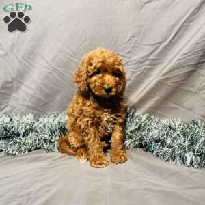 Marshall, Mini Goldendoodle Puppy