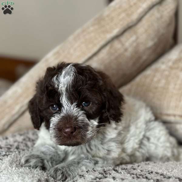 Breve, Portuguese Water Dog Puppy