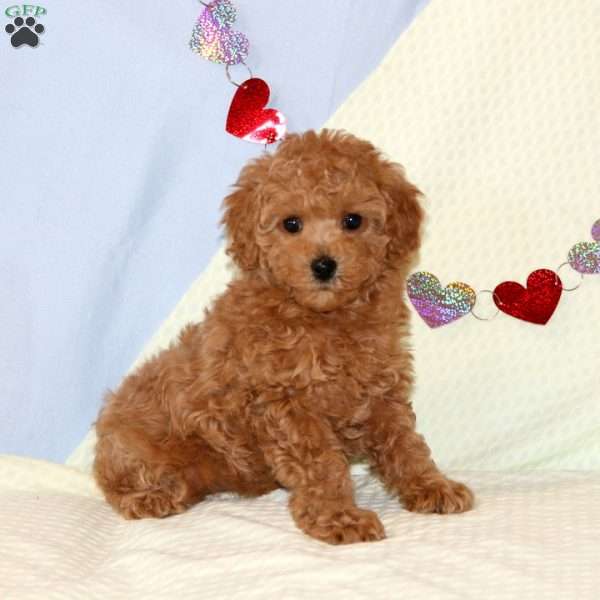 Baby, Miniature Poodle Puppy