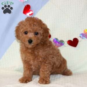 Baby, Miniature Poodle Puppy