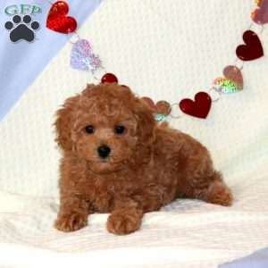 Baby, Miniature Poodle Puppy