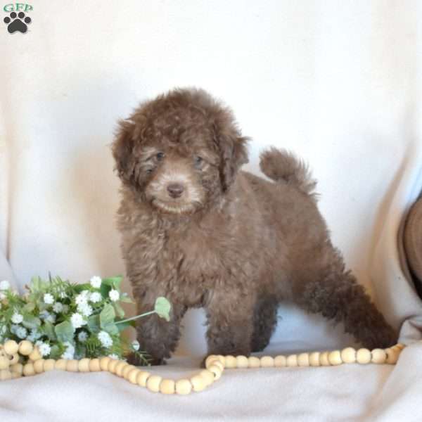 Badger, Miniature Poodle Puppy