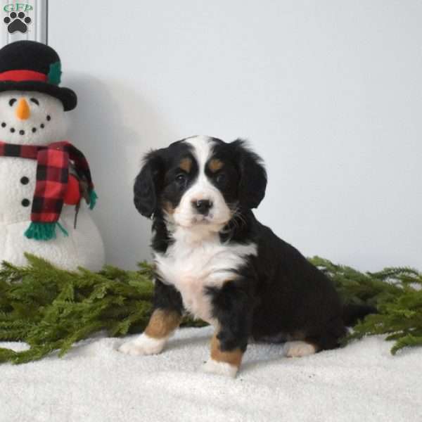 Bailey, Miniature Bernese Mountain Dog Puppy