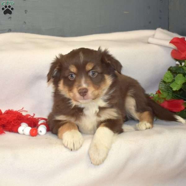 Bailey, Miniature Australian Shepherd Puppy