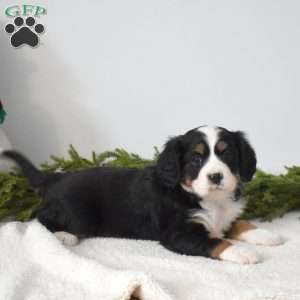 Bailey, Miniature Bernese Mountain Dog Puppy