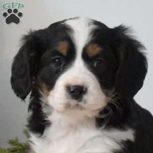 Bailey, Miniature Bernese Mountain Dog Puppy