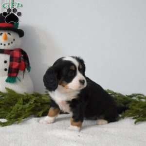 Bailey, Miniature Bernese Mountain Dog Puppy