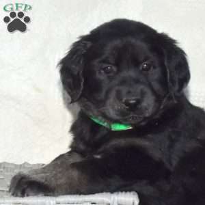 Bailey, Goberian Puppy