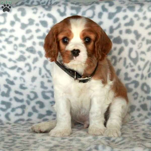 Balloon, Cavalier King Charles Spaniel Puppy