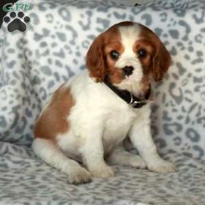 Balloon, Cavalier King Charles Spaniel Puppy