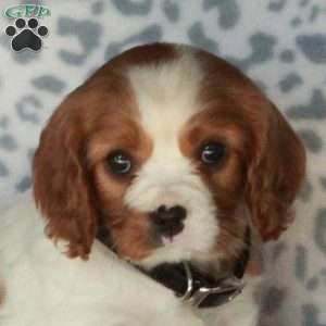 Balloon, Cavalier King Charles Spaniel Puppy