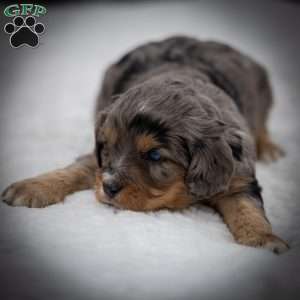 Bandit, Cavapoo Puppy