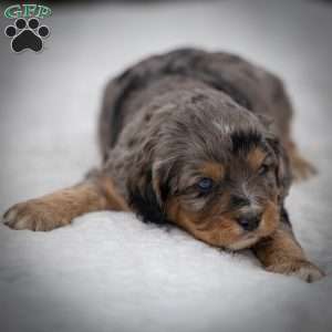 Bandit, Cavapoo Puppy