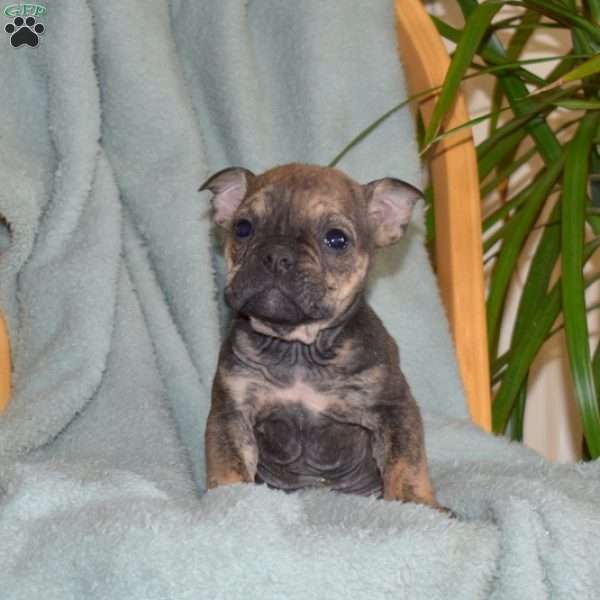 Bandit, Olde English Bulldogge Puppy