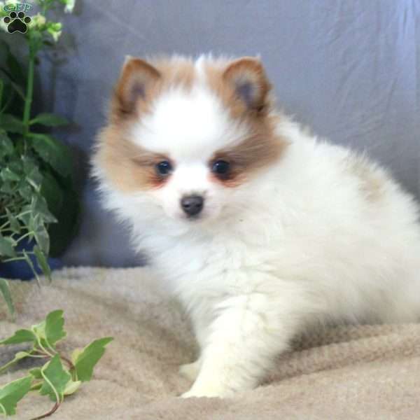 Bandit, Pomeranian Puppy