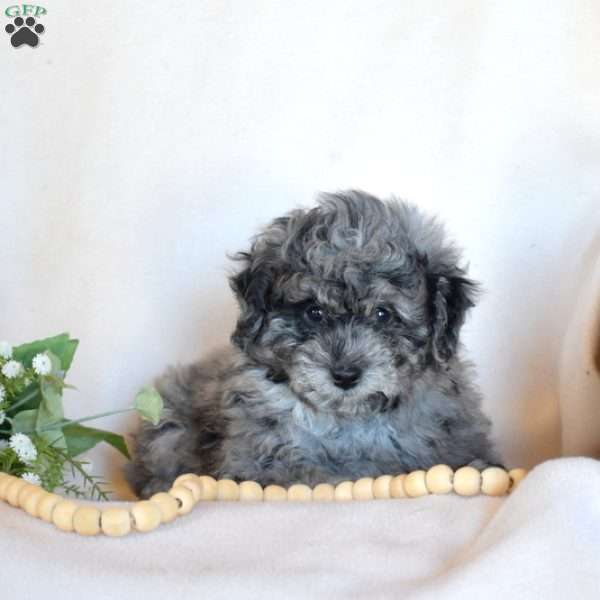 Bandit, Miniature Poodle Puppy