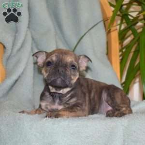 Bandit, Olde English Bulldogge Puppy