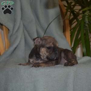 Bandit, Olde English Bulldogge Puppy