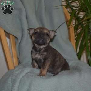 Bandit, Olde English Bulldogge Puppy