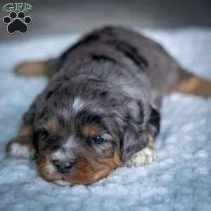 Bandit, Cavapoo Puppy