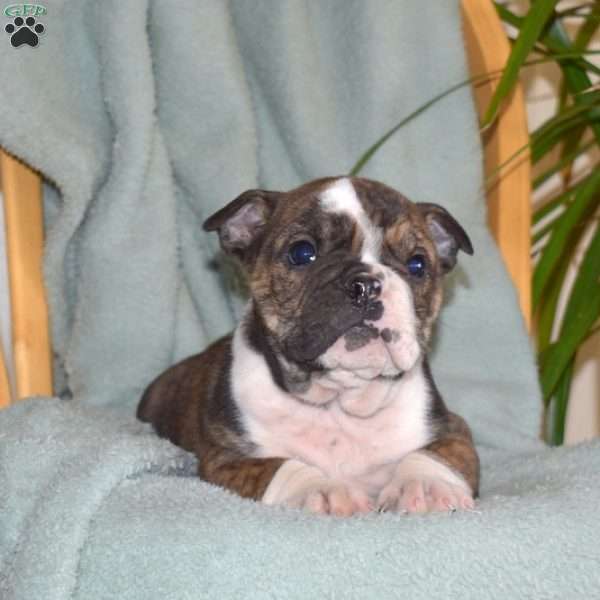 Banjo, Olde English Bulldogge Puppy