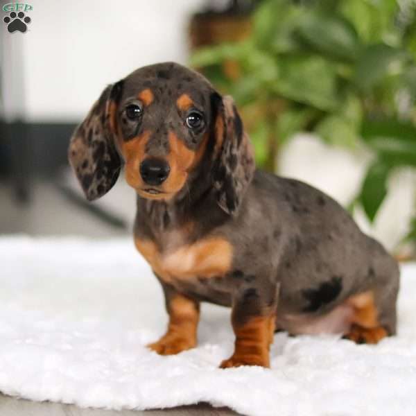 Barbie, Dachshund Puppy