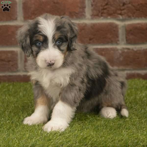 Baxter, Mini Bernedoodle Puppy