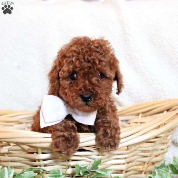 Baxter, Toy Poodle Puppy