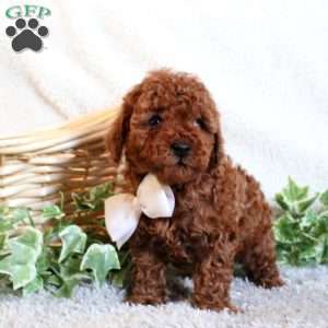 Baxter, Toy Poodle Puppy