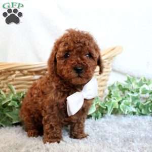 Baxter, Toy Poodle Puppy