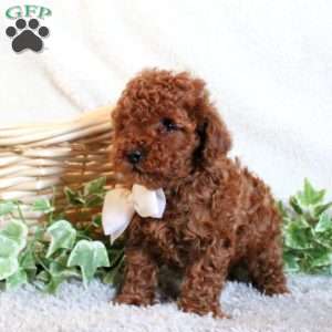 Baxter, Toy Poodle Puppy