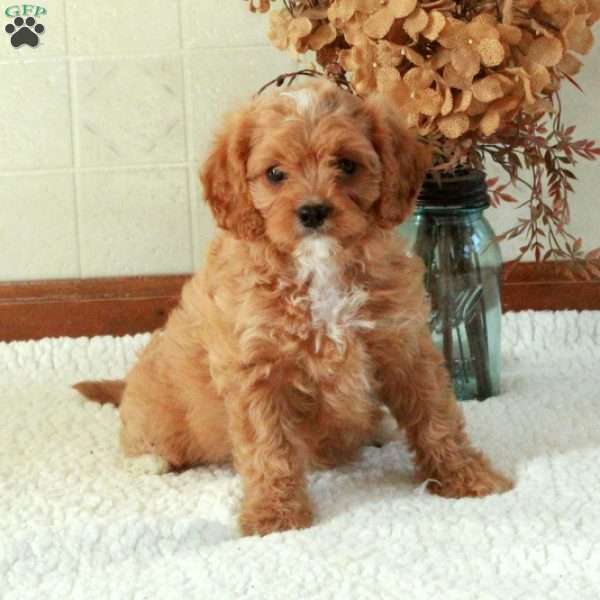 Beana, Cavapoo Puppy