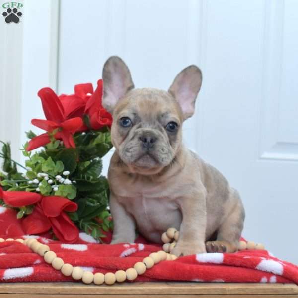 Bear, French Bulldog Puppy