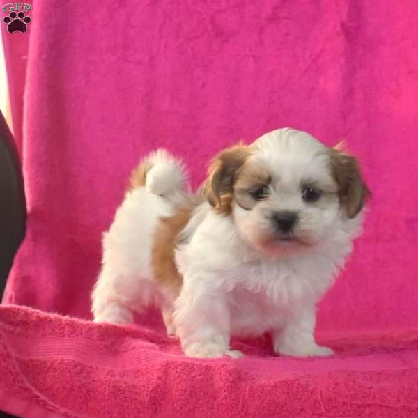 Bear, Shih Tzu Puppy