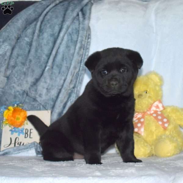 Bear, Shiba Inu Mix Puppy