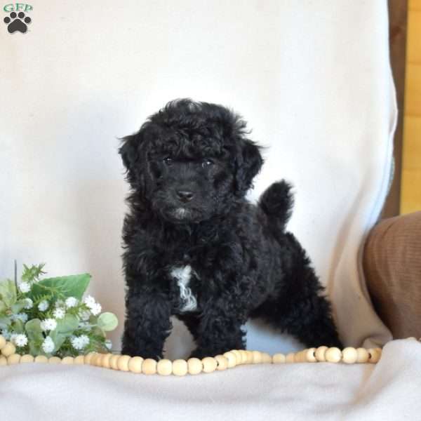 Bear, Miniature Poodle Puppy