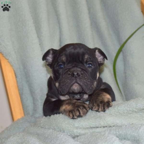 Bear, Olde English Bulldogge Puppy