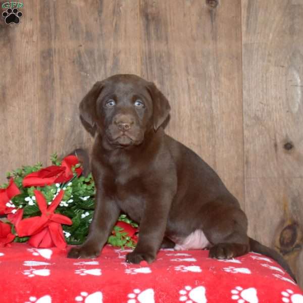 Bear, Chocolate Labrador Retriever Puppy