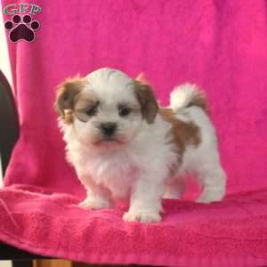 Bear, Shih Tzu Puppy