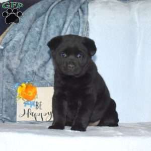 Bear, Shiba Inu Mix Puppy