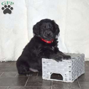 Bear, Goberian Puppy