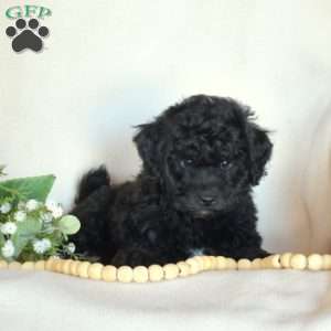 Bear, Miniature Poodle Puppy